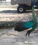 Green Peafowl