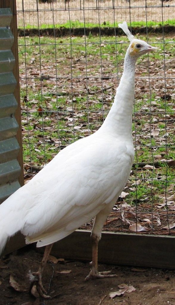 125. Spalding White hen Rocking BAB Ranch