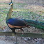 Green peafowl