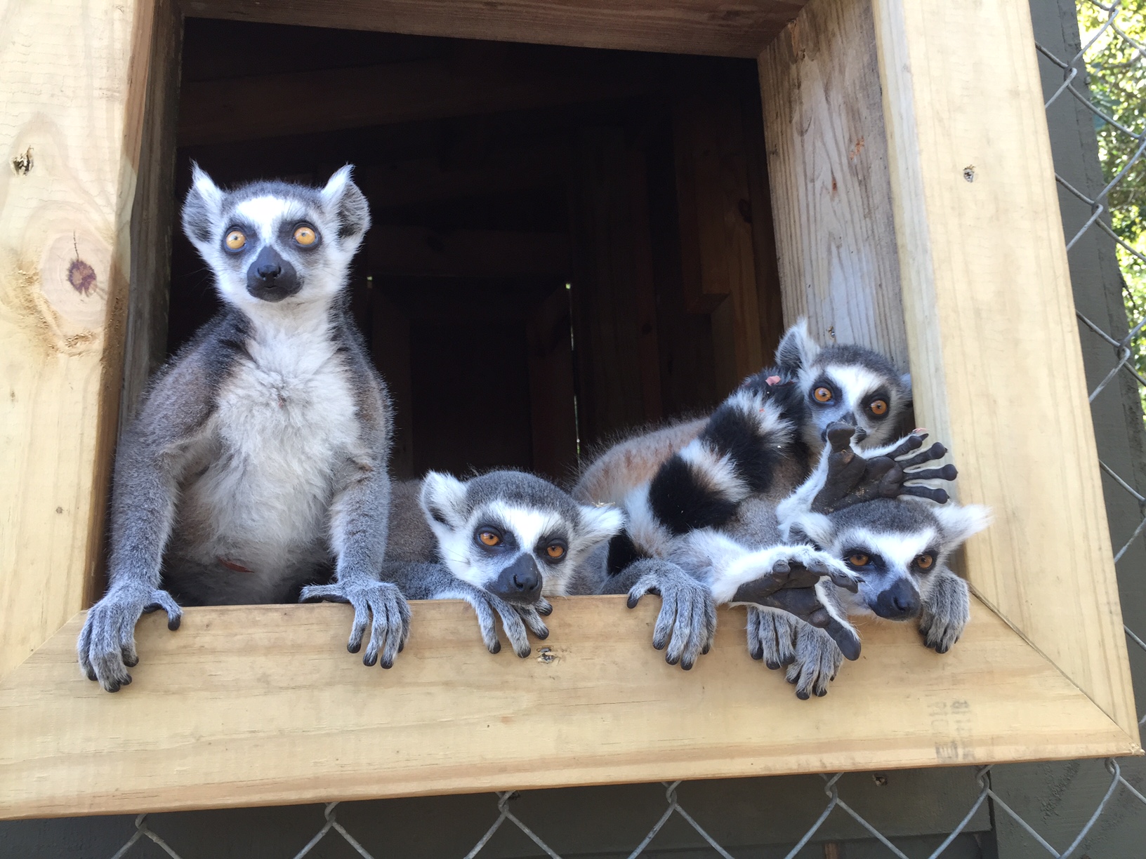 Ring-Tailed Lemur | Texas Exotic Animals