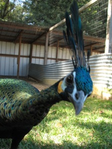 Muticus-muticus Peahen