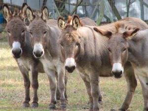 Miniature Donkeys