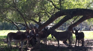 Miniature Donkeys